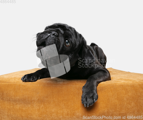 Image of Studio shot of pug dog companion isolated on white studio background