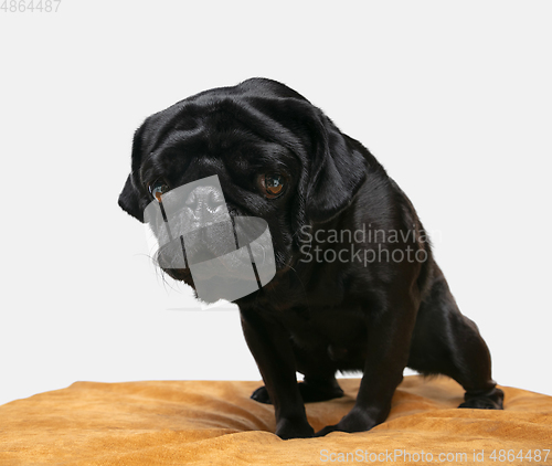 Image of Studio shot of pug dog companion isolated on white studio background