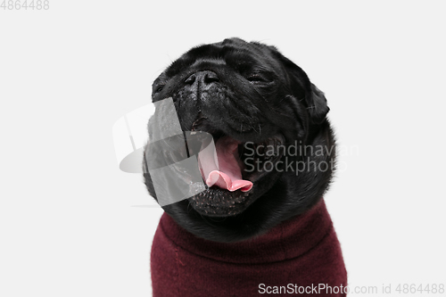 Image of Studio shot of pug dog companion isolated on white studio background