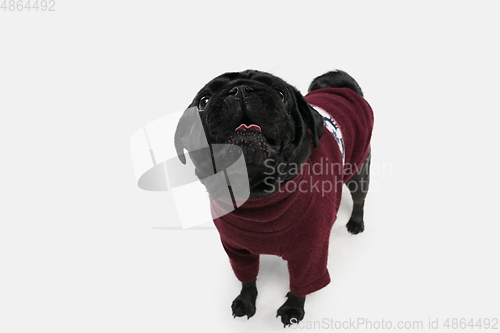 Image of Studio shot of pug dog companion isolated on white studio background