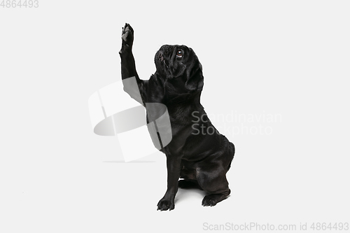 Image of Studio shot of pug dog companion isolated on white studio background