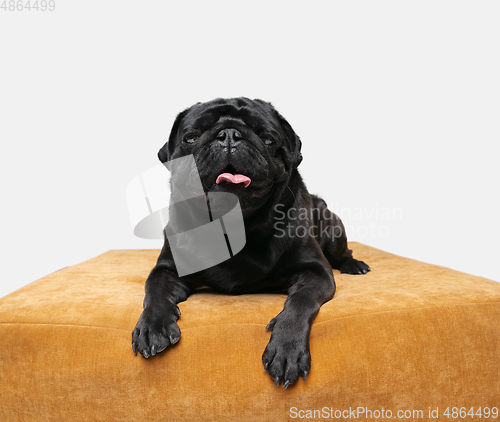 Image of Studio shot of pug dog companion isolated on white studio background