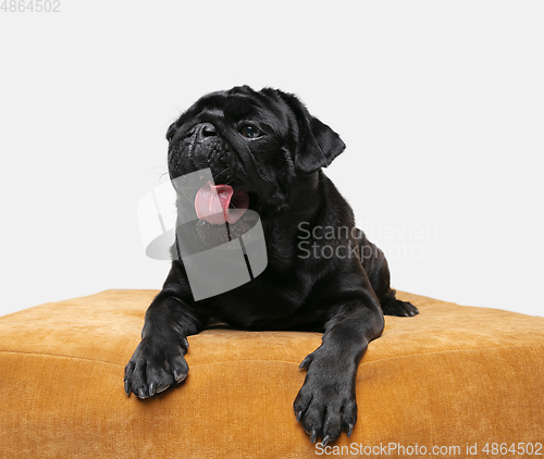 Image of Studio shot of pug dog companion isolated on white studio background