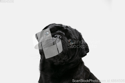 Image of Studio shot of pug dog companion isolated on white studio background