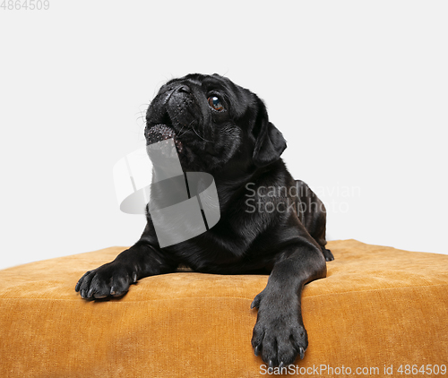 Image of Studio shot of pug dog companion isolated on white studio background