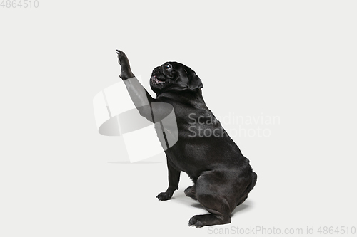 Image of Studio shot of pug dog companion isolated on white studio background