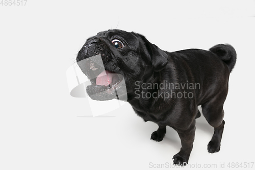 Image of Studio shot of pug dog companion isolated on white studio background