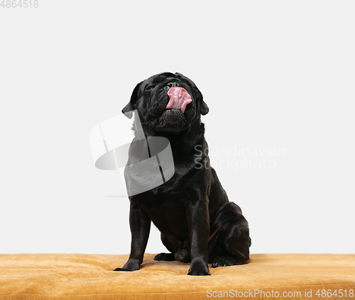 Image of Studio shot of pug dog companion isolated on white studio background