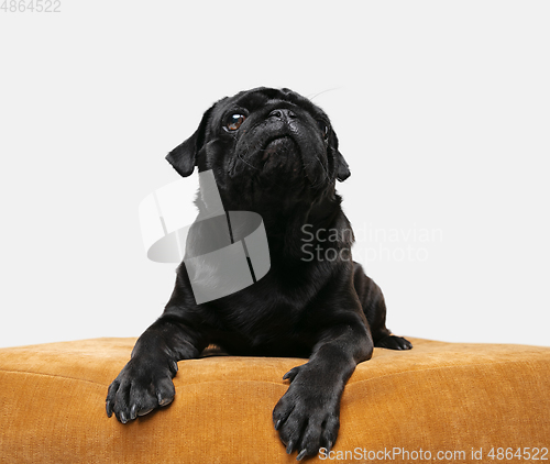 Image of Studio shot of pug dog companion isolated on white studio background