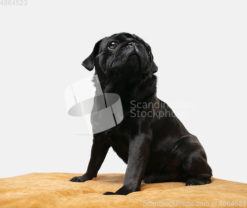 Image of Studio shot of pug dog companion isolated on white studio background