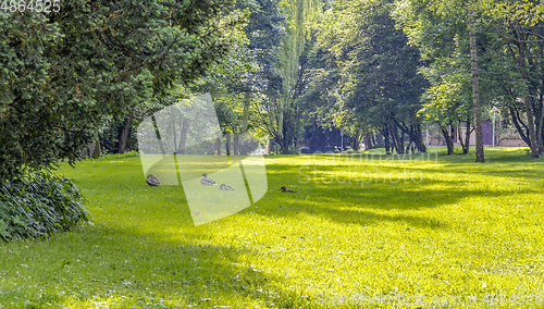 Image of Wild ducks in idyllic park scenery