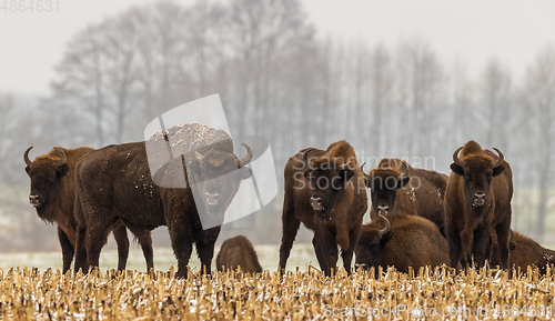 Image of European Bison herd resting in snowy field