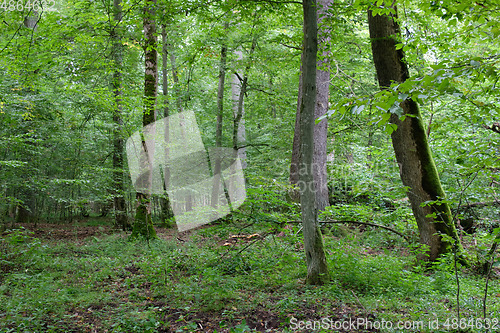 Image of Oak tree and broken hornbeam lying