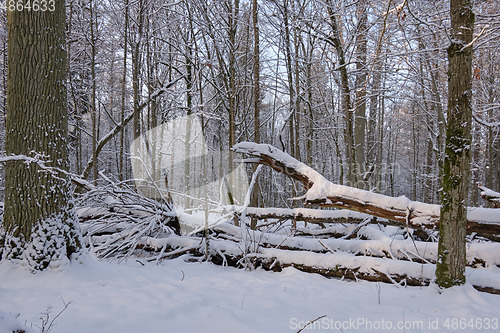 Image of Wintertime landscape of snowy deciduous stand