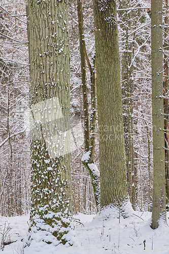 Image of Wintertime landscape of snowy deciduous stand