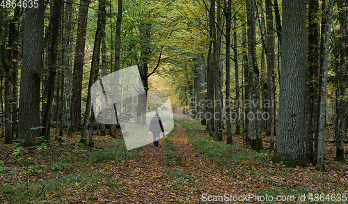 Image of Sciencist walking into forest