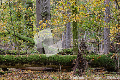 Image of Autumnal deciduous tree stand with hornbeams