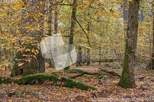 Image of Autumnal deciduous tree stand with hornbeams and oaks