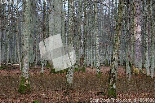 Image of Broken tree remains in springtime and oak trees