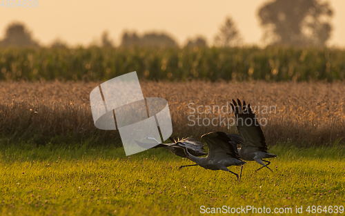 Image of Take off cranes in summer