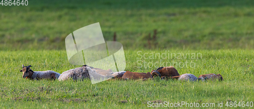 Image of Goat herd resting in meadow