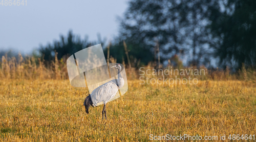 Image of Common Cranes(Grus grus) in summertime