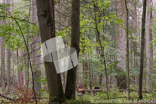 Image of Deciduous stand with hornbeams and oaks