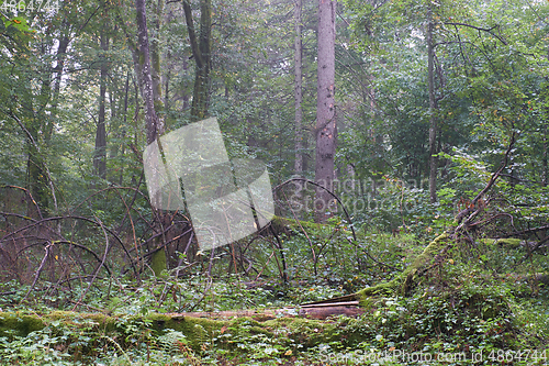 Image of Old hornbeam tree lying in summertime forest