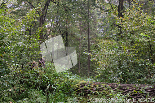 Image of Old oak tree lying in summertime forest