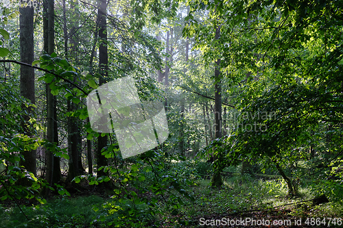 Image of Springtime deciduous tree stand with hornbeams and oaks