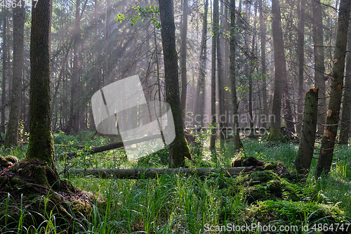 Image of Sunbeam entering rich deciduous forest