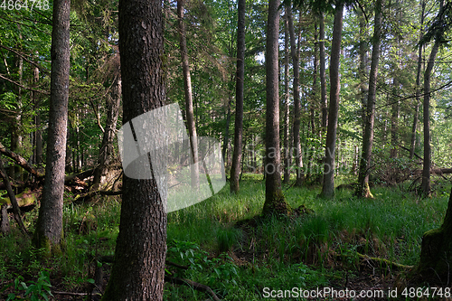 Image of Springtime deciduous tree stand with hornbeams and oaks