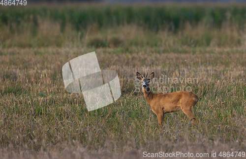 Image of Roe Deer(Capreolus capreolus) male looking forward