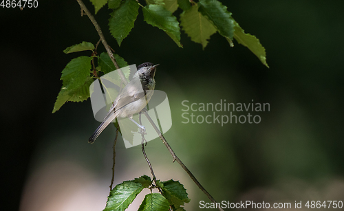 Image of Marsh Tit(Poecile palustris) in summer