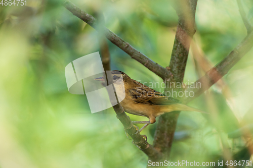 Image of Sedge warbler (Acrocephalus schoenobaenus) in bush