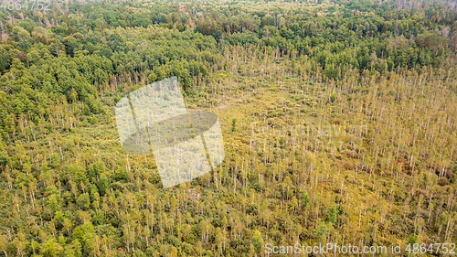 Image of Topl view of swampy tree stand