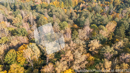 Image of Polish part of Bialowieza Forest to east