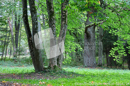 Image of Autumnal deciduous tree stand with hornbeams and oaks