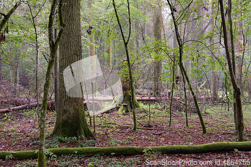 Image of Deciduous stand with hornbeams and oaks