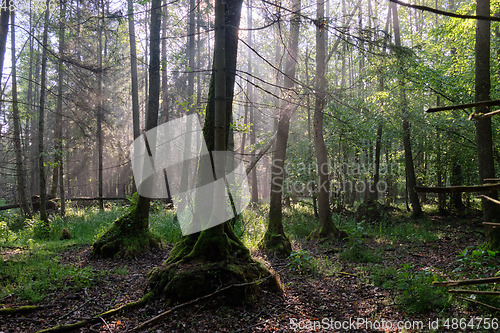 Image of Sunbeam entering rich deciduous forest