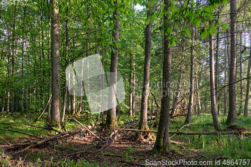 Image of Springtime deciduous tree stand with hornbeams and oaks