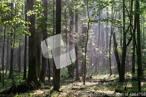 Image of Sunbeam entering rich deciduous forest