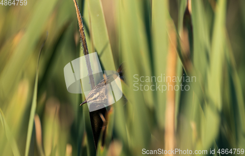 Image of Sedge warbler (Acrocephalus schoenobaenus) on reed