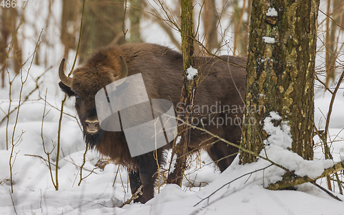 Image of European Bison(Bison bonasus) in wintertime forest