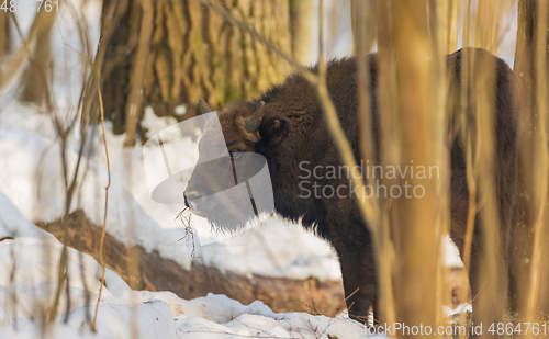 Image of European Bison(Bison bonasus) male calf