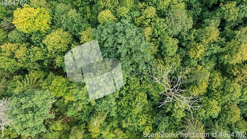 Image of Topl view of mixed tree stand