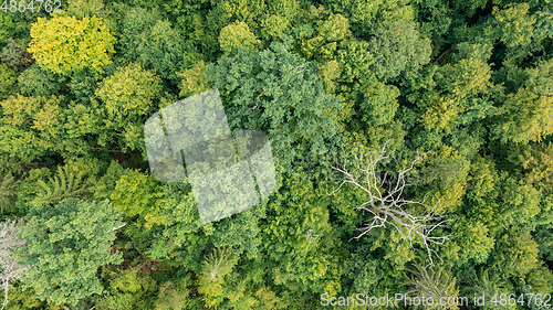 Image of Topl view of mixed tree stand