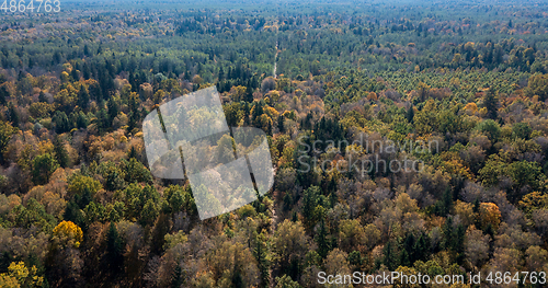 Image of Polish part of Bialowieza Forest to south