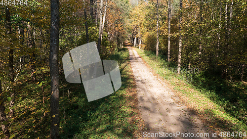 Image of Forest ground road in autumn