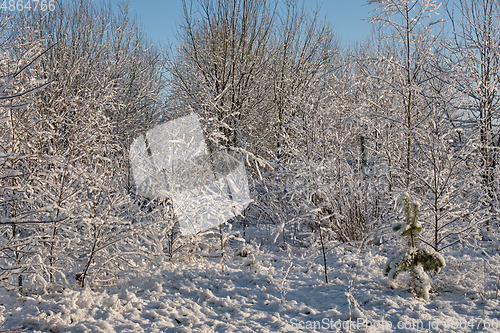 Image of Wintertime morning in scotch pine and birch tree